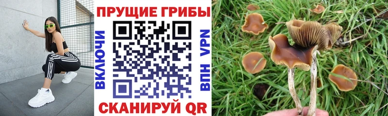 Галлюциногенные грибы MAGIC MUSHROOMS  даркнет наркотические препараты  Покровск 
